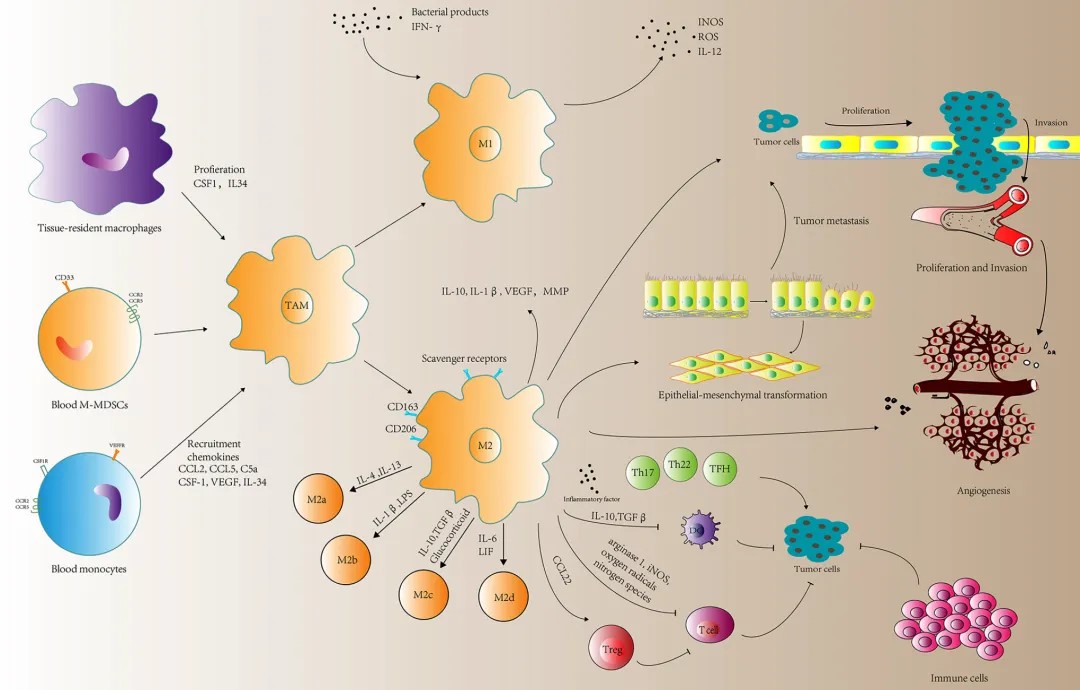 Tümör Mikro Ortamı - Sitokinler tümör gelişiminde düzenleyici olarak nasıl hareket eder?